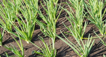 Co se dá po cibuli vysadit na zahrádku na další rok?